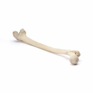 Natural Bone 1