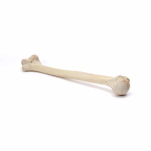 Natural Bone 2