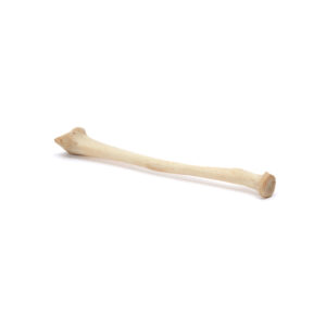 Natural Bone 7