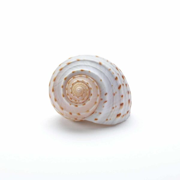 Seashell No.13
