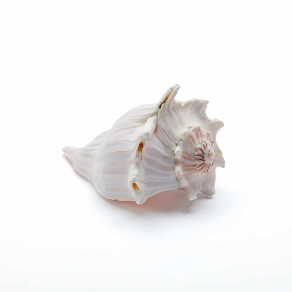 Seashell No.9