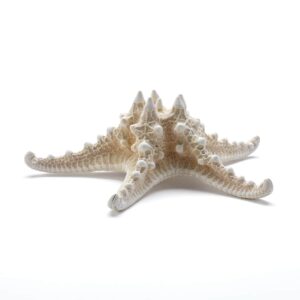 Starfish No.1