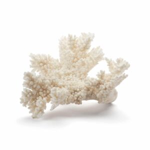 Coral No.1 (White Acropora)