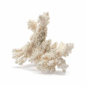 Coral No.1 (White Acropora)