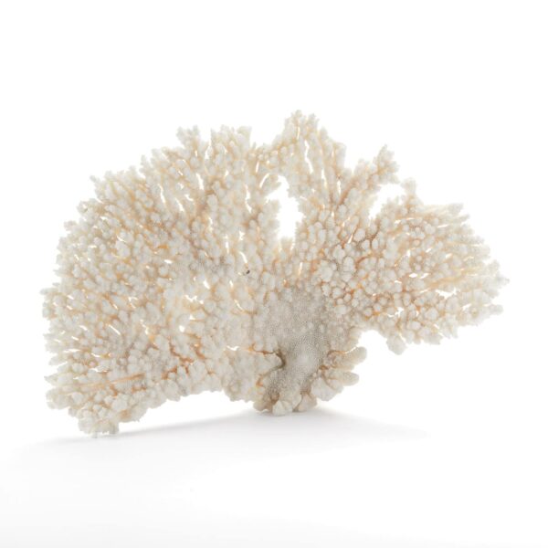 Coral No.3 (White Acropora)